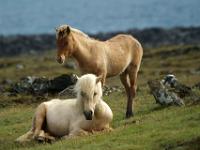 Weiße Stute mit braunem Fohlen